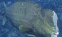 The fiery head of the parrot fish