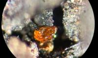 The first block of amber discovered in Antarctica