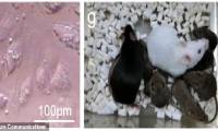 The first cloned mouse born from dead skin: The prospect of reviving prehistoric monsters