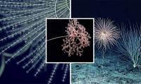 The first group of animals on Earth to glow