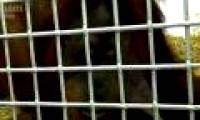The first orangutan in the world nearly learned how to speak human language