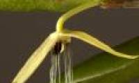 The first orchid blooms at night