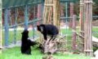 The first semi-wild area for bears in Vietnam