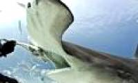 The first shark in history to know ... vegetarian but still healthy