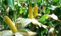 The first successful test of hybrid maize variety NV1