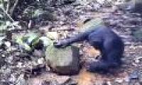 The first time chimpanzees catch crabs to eat in the wild