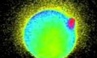 The first time the zinc beam was shot at the time the sperm touched the egg