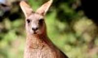 The first time to decode the DNA of kangaroo