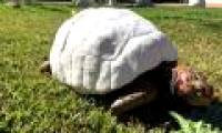 The first turtle to go down in history with a shell was created from a 3D printer
