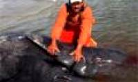 The first two gray whales were discovered