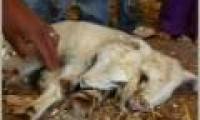 The first two sheep were born in Palestine
