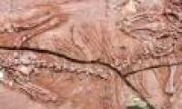 The first vertebrate live on trees