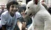 The first white lion in South America