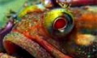 The fish fight to fight to win