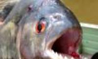 The fish has a champion hit