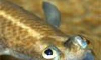 The fish has the most peculiar eyes in the world