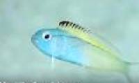 The fish has venom like heroin that makes enemies faint