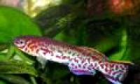 The fish is genetically modified for the Gulf of Mexico oil spill