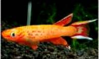 The fish is