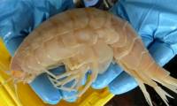 The fisherman caught a shrimp that looked like an alien creature, and when he heard the expert's analysis, his face immediately turned pale