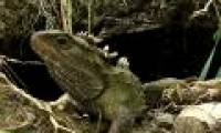 The five largest reptiles on earth are alive