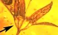 The flower is 100 million years old as freshly picked in amber