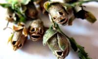 The flower is beautiful, but when it withers, it transforms into a terrifying skull.