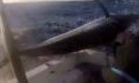 The flying flagfish flew across the train, almost losing the required fishing net