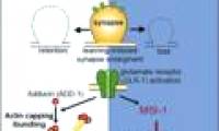 The forgotten process is controlled in the brain by proteins