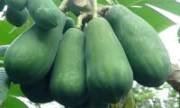 The frightening side effects of eating papaya, many people are unaware of and still eat it without worry.