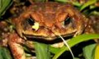 The frog reproductive organ changes abnormally