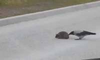 The funny moment the crow 'helps' the hedgehog cross the road