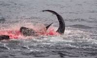 The Galapagos shark's quick, neat, and decisive hunt 'dyed' a corner of the ocean red