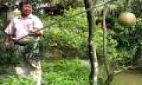 The garden inventor and the tree cut pruning versatile branches