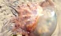 The giant jellyfish washed over the English coast