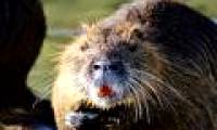 The giant orange tooth mouse invaded California