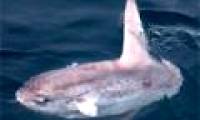 The giant 'Prime Minister' drifted under the seabed of Vietnam