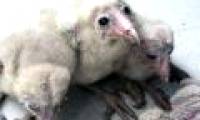The giant 'strange bird' caught in people's houses is a pig owl