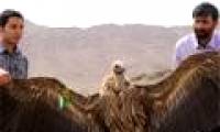 The God of Andes - Lord of the South American sky