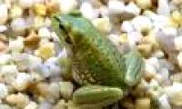 The golden bell frog