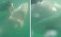 The goose slides away, the white shark suddenly turns to