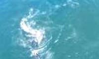 The gray whale mother helplessly watched the killer whales separate their children to eat meat