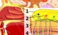 The great role of Ensheathing olfactory cells