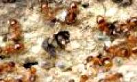 The group of ants is responsible for spawning the same species
