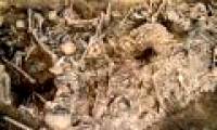 The gruesome grave reveals the massacre of the Mongol army when attacking Europe
