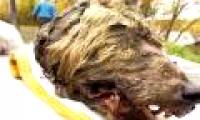 The head of a 40,000-year-old beast remains intact in Siberia