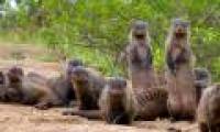 The herd is a giant python eating force