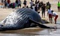The hero scene dealt with the giant humpback whale