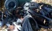 The hot sun caused 5,000 bats to die.