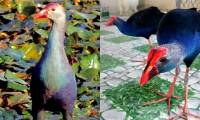 The 'hot-tempered' bird in Vietnam, capable of guarding the house like a dog